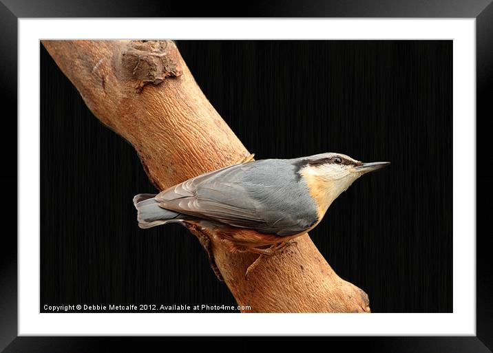 Nuthatch on watch Framed Mounted Print by Debbie Metcalfe