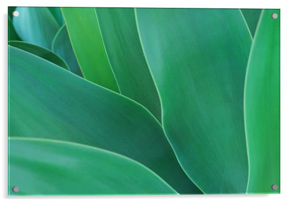 Green Leaves - Agave Acrylic by Lisa Shotton