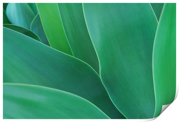 Green Leaves - Agave Print by Lisa Shotton