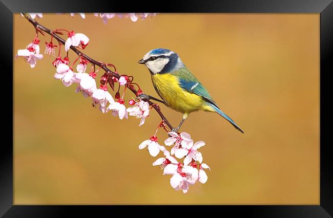 Blue Tit on Spring Blossom Framed Print by Mick Vogel