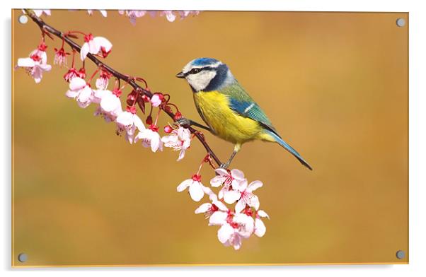 Blue Tit on Spring Blossom Acrylic by Mick Vogel