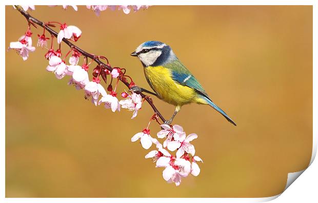 Blue Tit on Spring Blossom Print by Mick Vogel