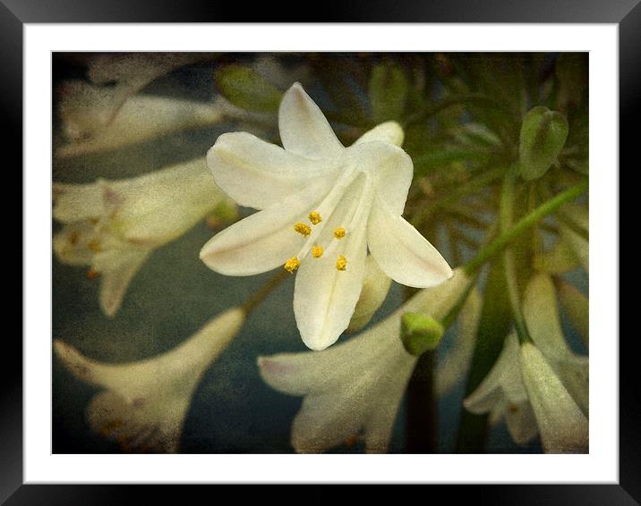 little white flower Framed Mounted Print by Heather Newton