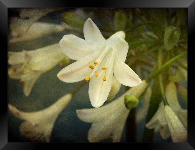 little white flower Framed Print by Heather Newton