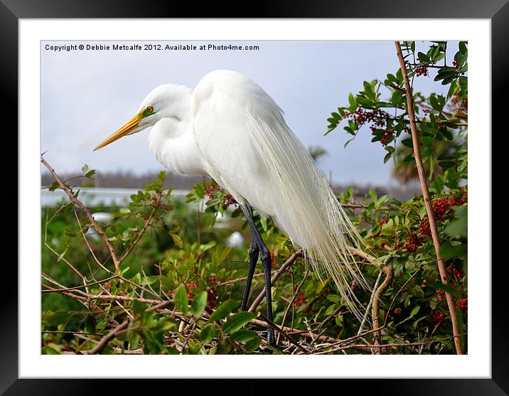 Great Egret - Ardea Alba Framed Mounted Print by Debbie Metcalfe