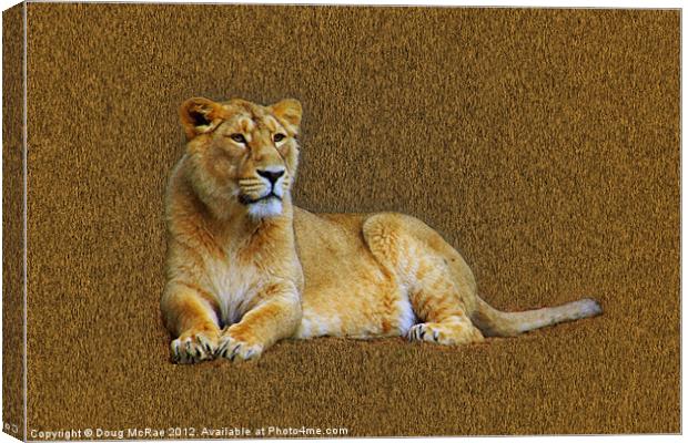 Lioness Canvas Print by Doug McRae