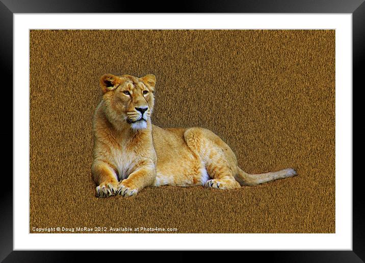 Lioness Framed Mounted Print by Doug McRae