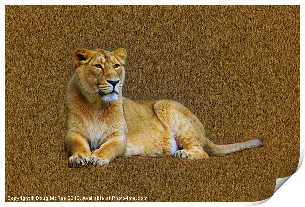 Lioness Print by Doug McRae