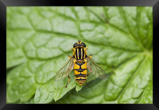 Hover Fly Framed Print by Philip Berry