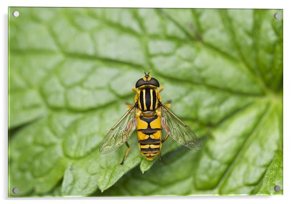 Hover Fly Acrylic by Philip Berry
