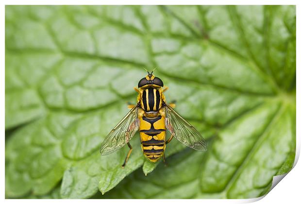 Hover Fly Print by Philip Berry