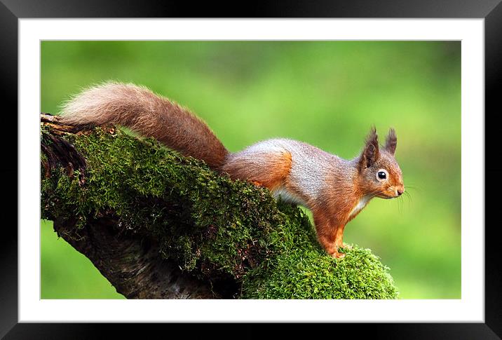 Red Squirrel Framed Mounted Print by Grant Glendinning