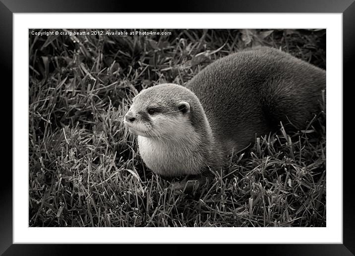 Cheeky Otter Framed Mounted Print by craig beattie
