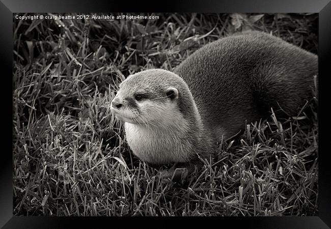 Cheeky Otter Framed Print by craig beattie