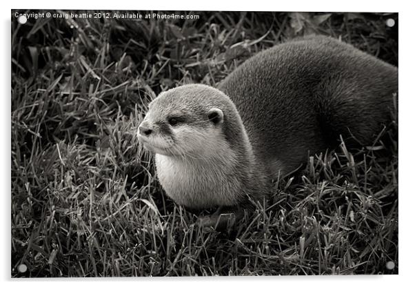 Cheeky Otter Acrylic by craig beattie