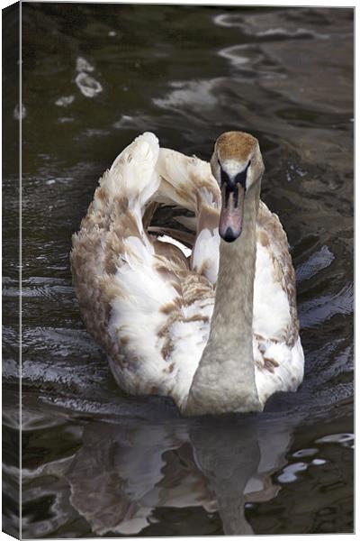 Im Not An Ugly Duckling Anymore Canvas Print by Darren Burroughs