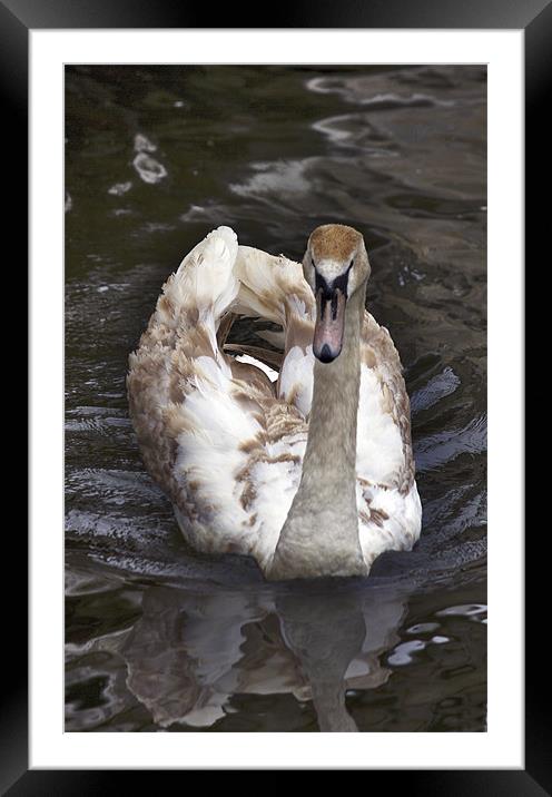 Im Not An Ugly Duckling Anymore Framed Mounted Print by Darren Burroughs
