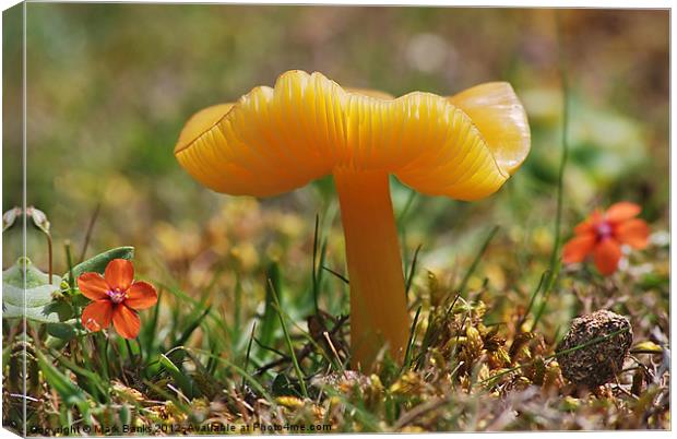 Butter Waxcap  [ Hygrocybe ceracea ] Canvas Print by Mark  F Banks