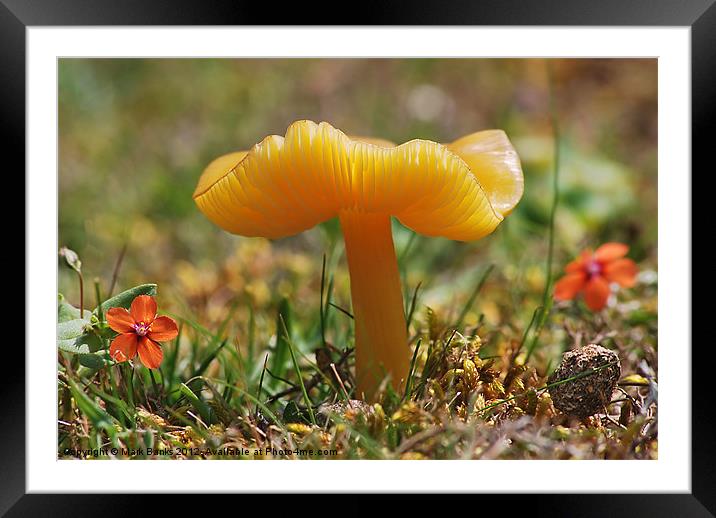 Butter Waxcap  [ Hygrocybe ceracea ] Framed Mounted Print by Mark  F Banks