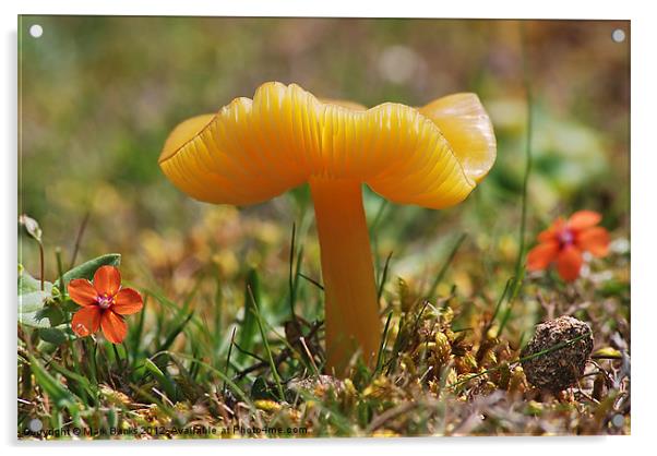 Butter Waxcap  [ Hygrocybe ceracea ] Acrylic by Mark  F Banks