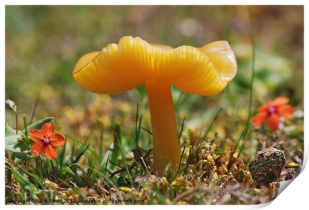 Butter Waxcap  [ Hygrocybe ceracea ] Print by Mark  F Banks