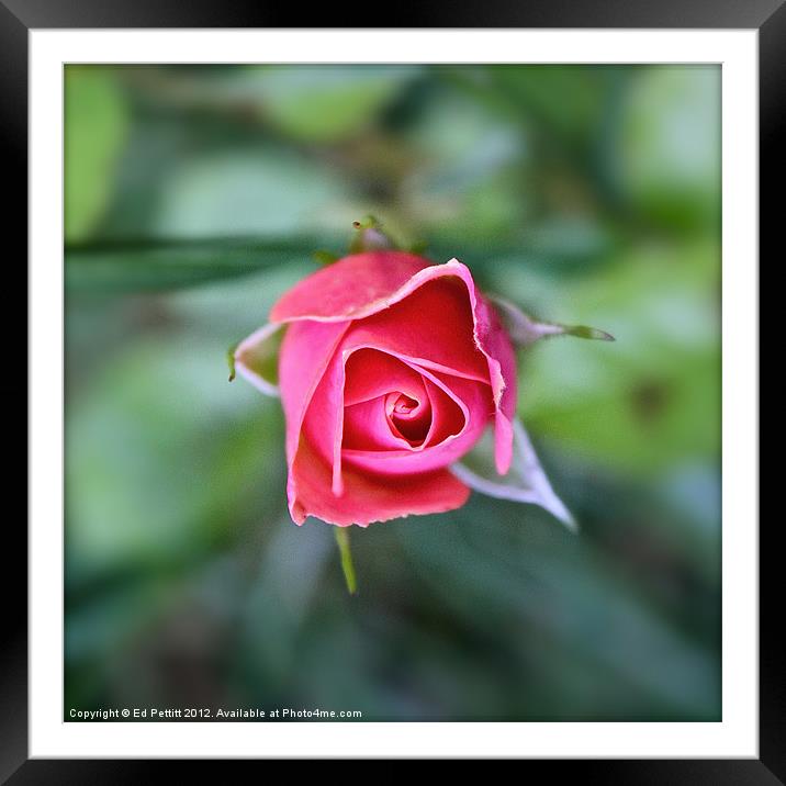 Pink Rose Framed Mounted Print by Ed Pettitt