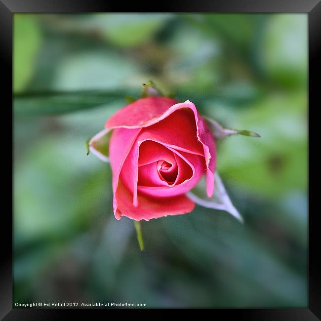 Pink Rose Framed Print by Ed Pettitt