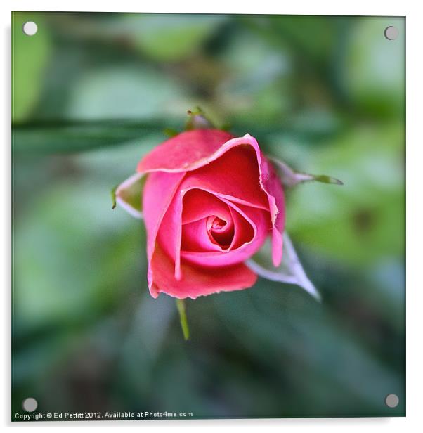 Pink Rose Acrylic by Ed Pettitt