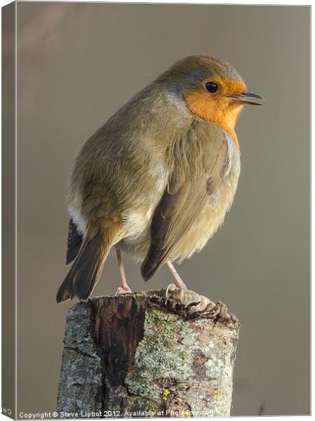 Robin Redbreast Canvas Print by Steve Liptrot