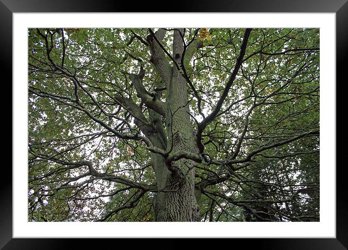 Woodland Canopy Framed Mounted Print by Tony Murtagh