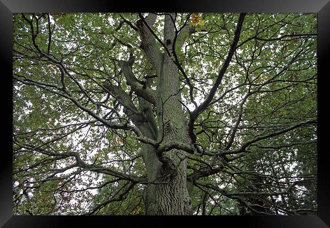 Woodland Canopy Framed Print by Tony Murtagh