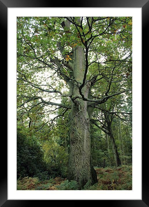 Tree in Autumn Framed Mounted Print by Tony Murtagh