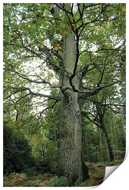 Tree in Autumn Print by Tony Murtagh