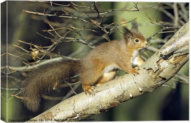 Red Squirrel in Keilder Forest Canvas Print by George Cox