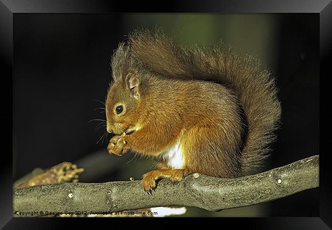 Red Squirrel Framed Print by George Cox