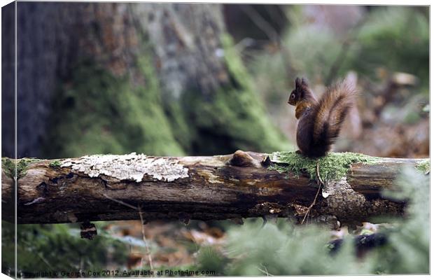 Red Squirrel in the Forest Canvas Print by George Cox
