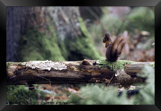 Red Squirrel in the Forest Framed Print by George Cox