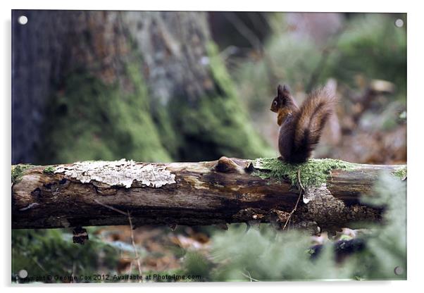Red Squirrel in the Forest Acrylic by George Cox