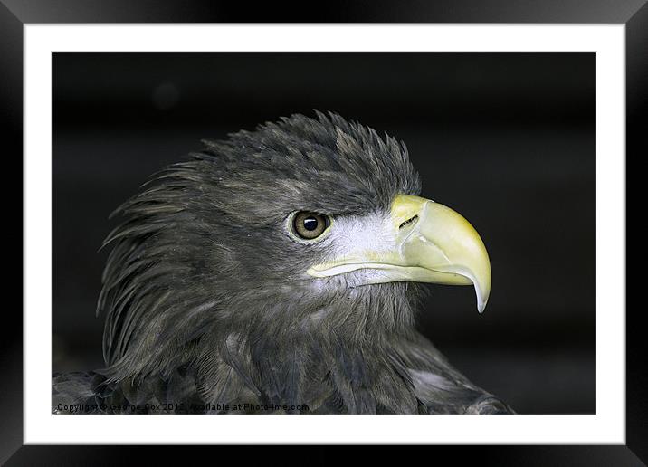 White Tailed Eagle Head Framed Mounted Print by George Cox