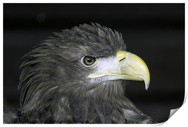 White Tailed Eagle Head Print by George Cox