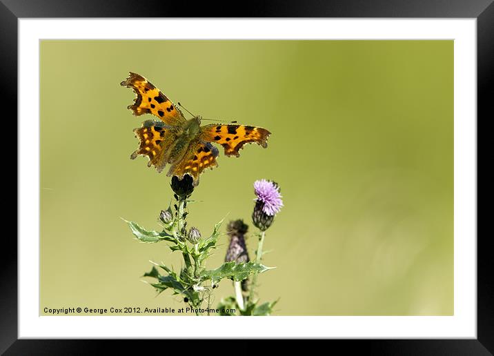 Comma Framed Mounted Print by George Cox