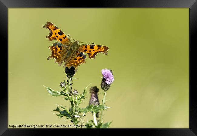 Comma Framed Print by George Cox