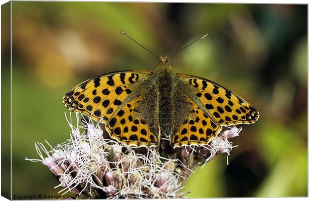 Queen of Spain Fritillary Canvas Print by George Cox