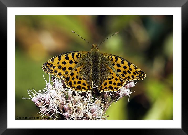 Queen of Spain Fritillary Framed Mounted Print by George Cox