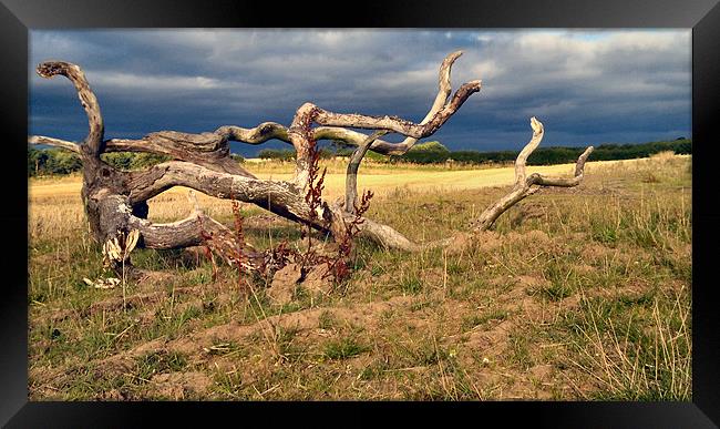 Skeleton tree Framed Print by andrew pearson