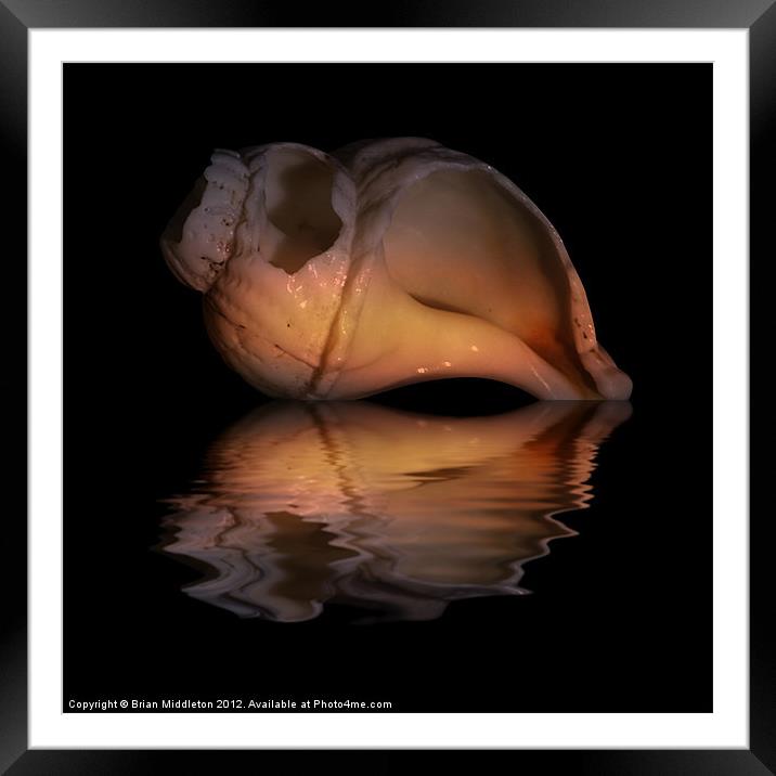 Shell Study Reflection Framed Mounted Print by Brian Middleton