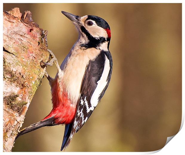 Greater Spotted Woodpecker (Dendrocopos major) Print by Pete Lawless