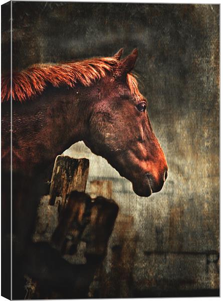 War Horse Canvas Print by Dawn Cox
