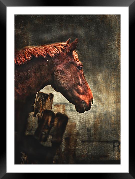 War Horse Framed Mounted Print by Dawn Cox
