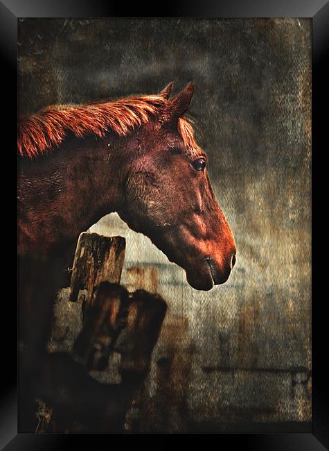 War Horse Framed Print by Dawn Cox